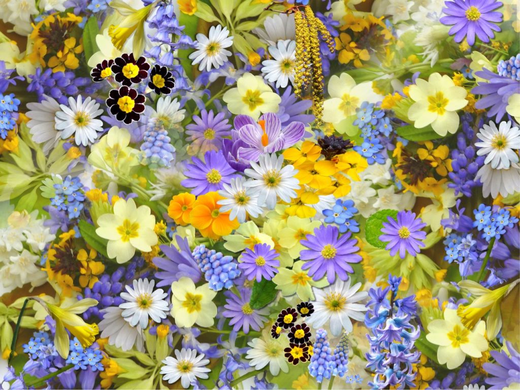 flowers-colorful-plants-bloom