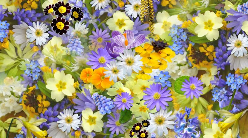 flowers-colorful-plants-bloom