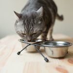 Cat Food For Weight Gain| What are the Best Brands of Cat Food for Weight Gain?