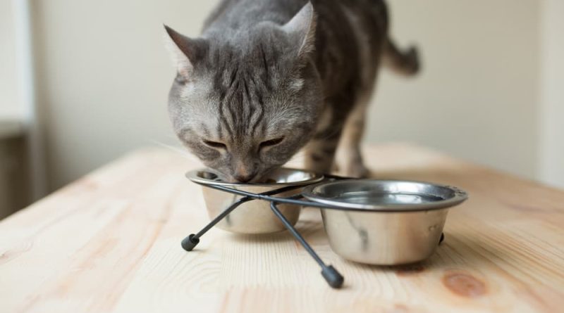 Cat Food For Weight Gain| What are the Best Brands of Cat Food for Weight Gain?